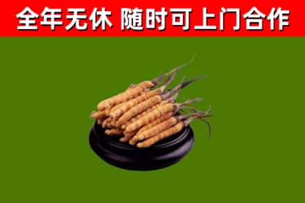 水城烟酒回收冬虫夏草.jpg